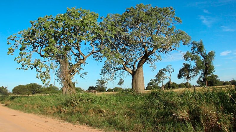 Además de rica en biodiversidad, la vegetación del Chaco es resistente al calor y a la escasez de agua. Foto: Repórter Brasil